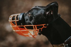 A black dog wearing a white muzzle.